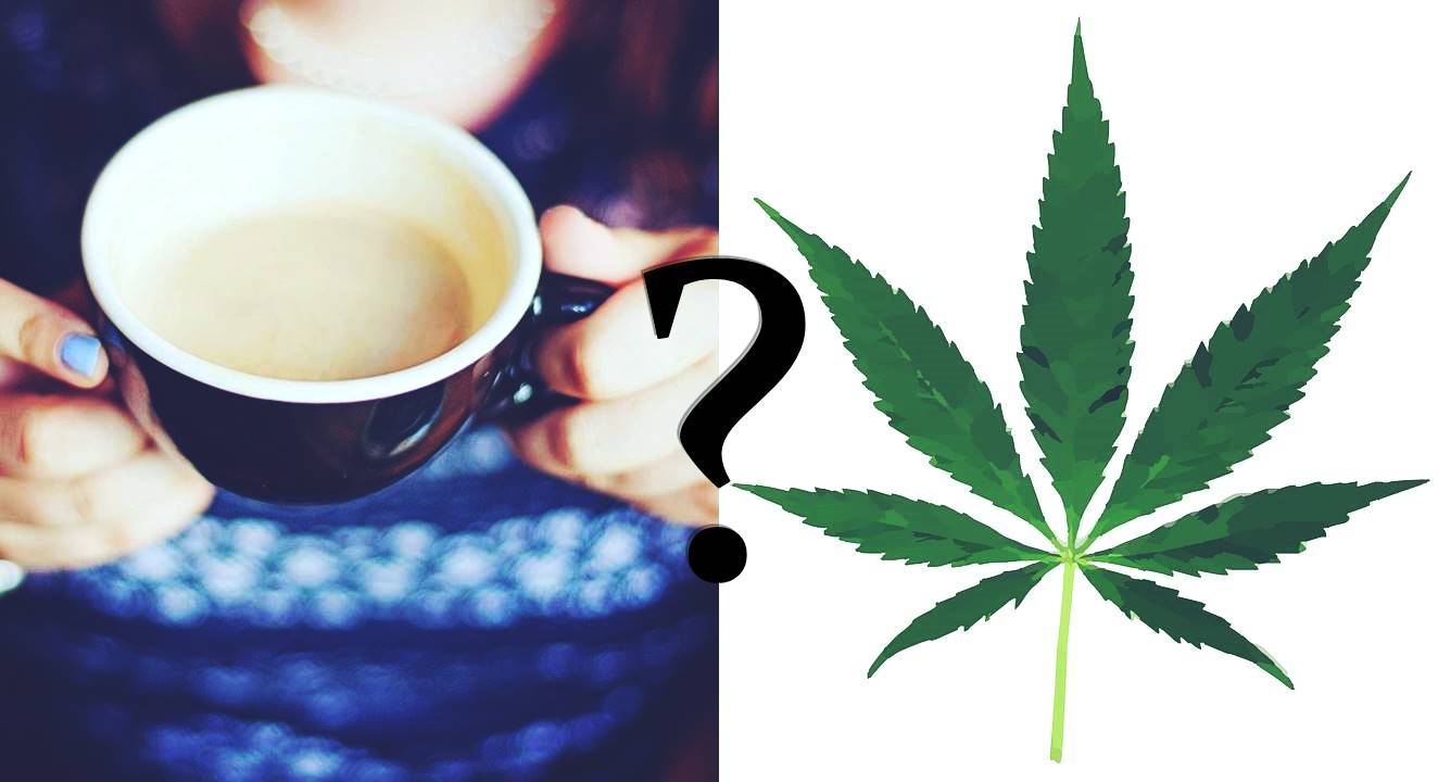marihuana y cafeina